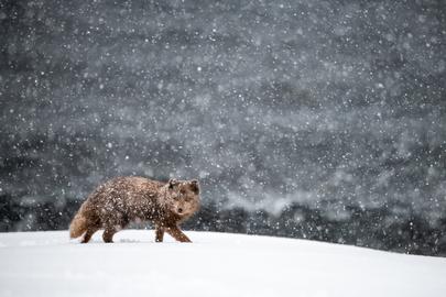 Wildtiere des gefrorenen Nordens 2