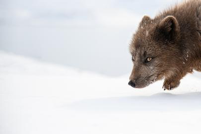 Wildtiere des gefrorenen Nordens 3