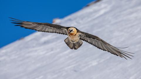 Was zum Geier… Tierfotografie auf Reisen 3