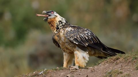 Was zum Geier… Tierfotografie auf Reisen 4