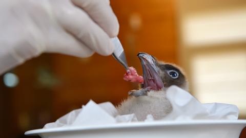 Was zum Geier… Tierfotografie auf Reisen 5