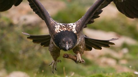 Was zum Geier… Tierfotografie auf Reisen 6