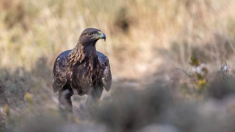 Was zum Geier… Tierfotografie auf Reisen 7