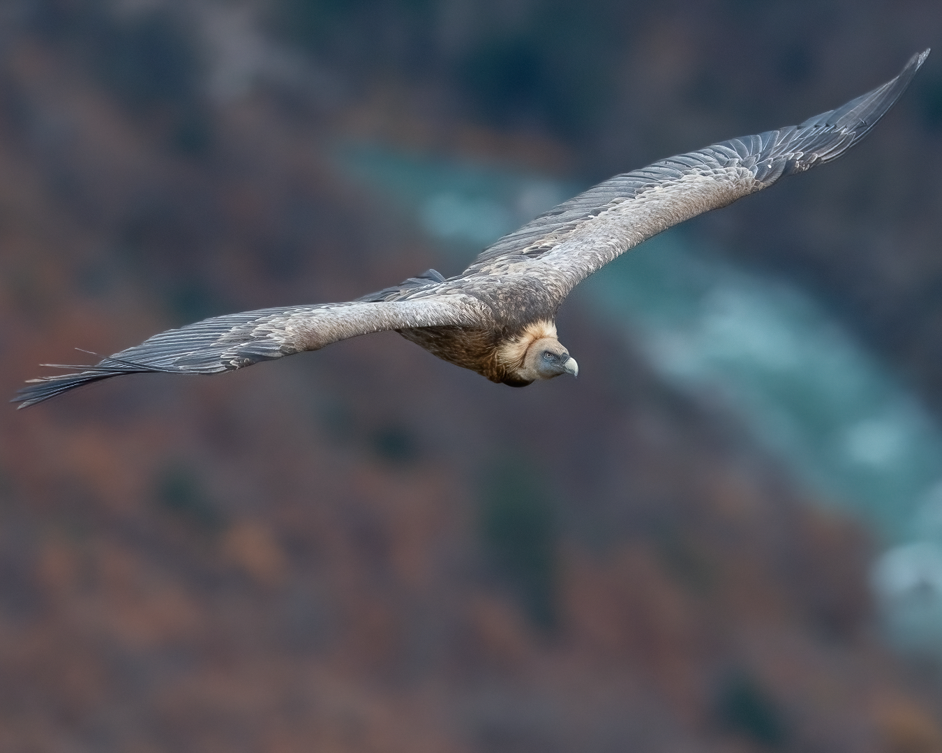 Was zum Geier… Tierfotografie auf Reisen