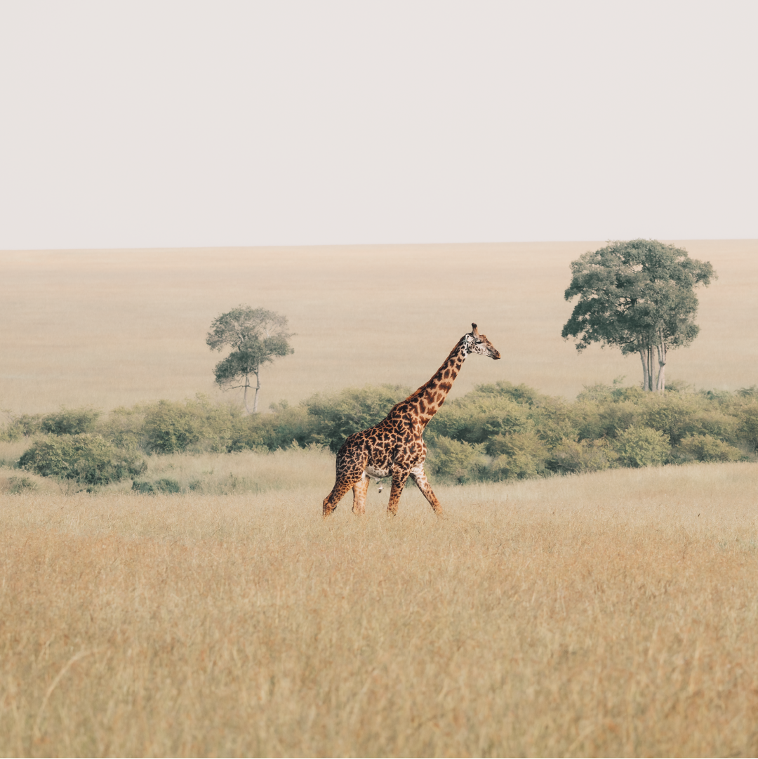 Von Namibia bis Zambia - das Leben unterwegs als Reisefotografin