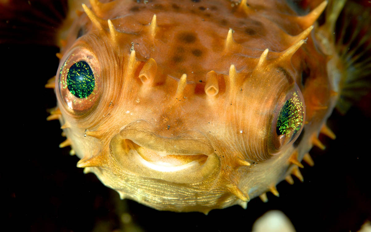 Fotografieren unter Wasser - Von der Aufnahme zum multimedialen Medium