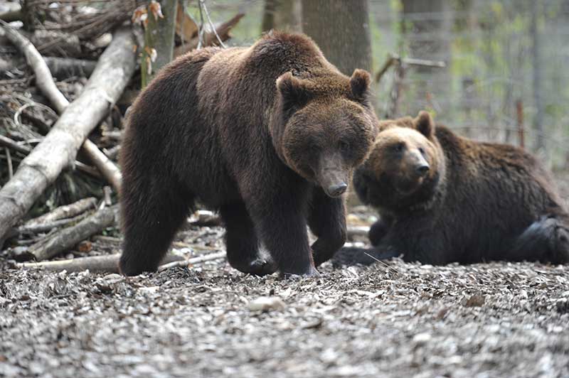 Auf Safari im Tierpark Bern